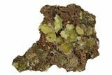 Yellow-Green Austinite Crystal Formation - Durango, Mexico #154725-1